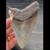 10,9 cm großer Zahn des Megalodon mit schöner Bourelette