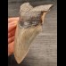 10,9 cm großer Zahn des Megalodon mit schöner Bourelette