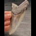 10,9 cm large tooth of the Megalodon with beautiful bourelette