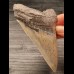 10,9 cm large tooth of the Megalodon with beautiful bourelette