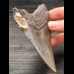 10,9 cm large tooth of the Megalodon with beautiful bourelette