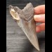 10,9 cm großer Zahn des Megalodon mit schöner Bourelette