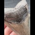 10,9 cm großer Zahn des Megalodon mit schöner Bourelette
