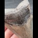 10,9 cm large tooth of the Megalodon with beautiful bourelette