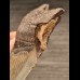 10,9 cm großer Zahn des Megalodon mit schöner Bourelette