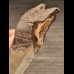 10,9 cm large tooth of the Megalodon with beautiful bourelette