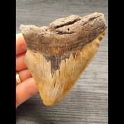 10,3 cm beautiful colored tooth fragment of Megalodon
