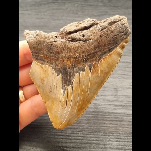 10,3 cm beautiful colored tooth fragment of Megalodon