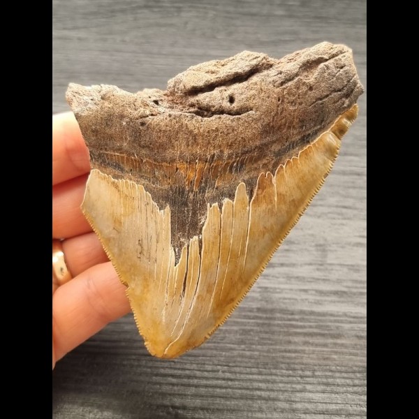 10,3 cm schön gefärbtes Zahnfragment des Megalodon