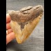 10,3 cm schön gefärbtes Zahnfragment des Megalodon