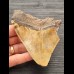 10,3 cm beautiful colored tooth fragment of Megalodon