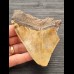 10,3 cm schön gefärbtes Zahnfragment des Megalodon