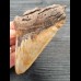 10,3 cm schön gefärbtes Zahnfragment des Megalodon