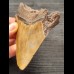 10,3 cm schön gefärbtes Zahnfragment des Megalodon