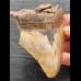 10,3 cm schön gefärbtes Zahnfragment des Megalodon
