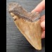 10,3 cm beautiful colored tooth fragment of Megalodon