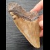 10,3 cm schön gefärbtes Zahnfragment des Megalodon