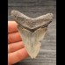 7,3 cm graublauer Zahn des Megalodon