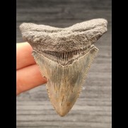 7,3 cm graublauer Zahn des Megalodon