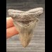 7,3 cm graublauer Zahn des Megalodon