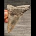 7,3 cm graublauer Zahn des Megalodon