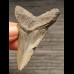 7.3 cm gray-blue tooth of the Megalodon