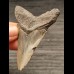 7,3 cm graublauer Zahn des Megalodon