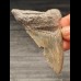7,3 cm graublauer Zahn des Megalodon