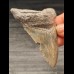 7.3 cm gray-blue tooth of the Megalodon