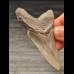 7,3 cm graublauer Zahn des Megalodon