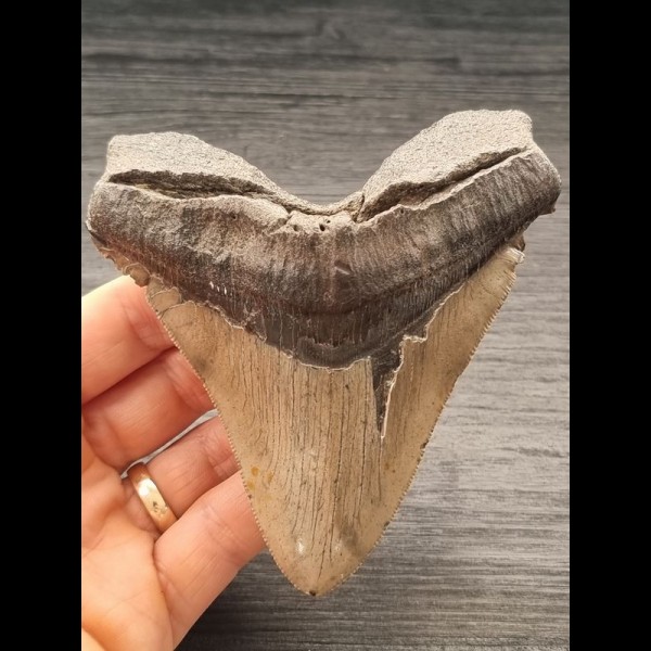 11,1 cm großer Zahn des Megalodon mit breiter Wurzel