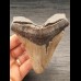 11,1 cm großer Zahn des Megalodon mit breiter Wurzel