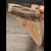 11,1 cm großer Zahn des Megalodon mit breiter Wurzel