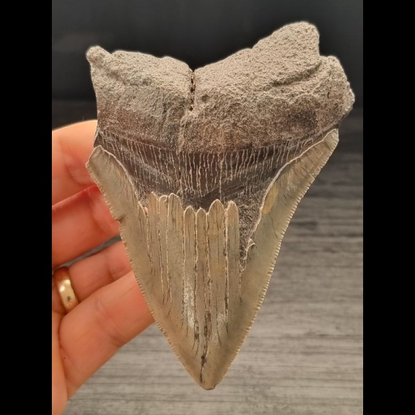 10,2 cm heller Zahn des Megalodon