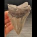 10,2 cm light tooth of the Megalodon