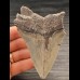 10,2 cm heller Zahn des Megalodon