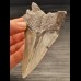 10,2 cm light tooth of the Megalodon