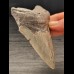 10,2 cm heller Zahn des Megalodon