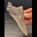 10,2 cm light tooth of the Megalodon