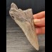 10,2 cm heller Zahn des Megalodon