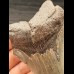 10,2 cm light tooth of the Megalodon