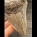 10,2 cm light tooth of the Megalodon