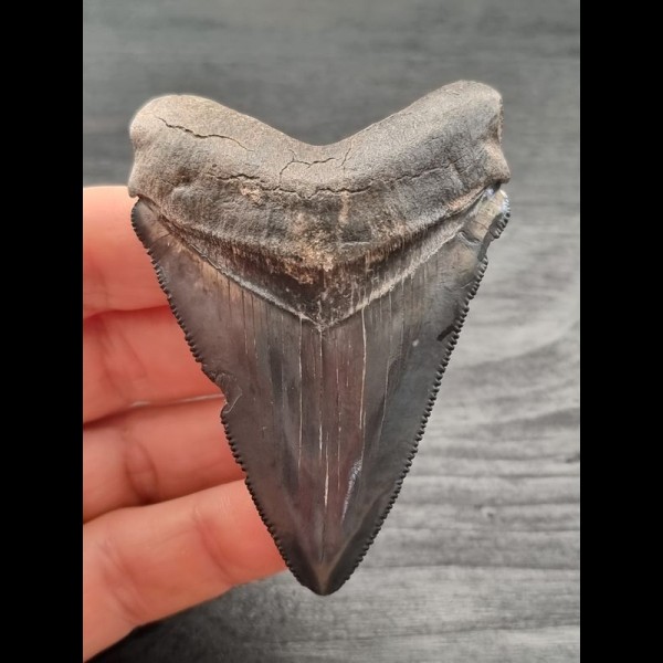 7,5 cm blue dark tooth of the Carcharocles Chubutensis