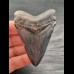 7,5 cm blue dark tooth of the Carcharocles Chubutensis