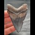 7,5 cm blue dark tooth of the Carcharocles Chubutensis