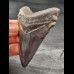 7,5 cm blue dark tooth of the Carcharocles Chubutensis