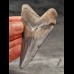 7,5 cm blue dark tooth of the Carcharocles Chubutensis