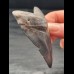 7,5 cm blue dark tooth of the Carcharocles Chubutensis