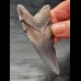 7,5 cm blue dark tooth of the Carcharocles Chubutensis