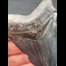 7,5 cm blue dark tooth of the Carcharocles Chubutensis